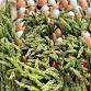 Certified Farmers Market – Twentynine Palms event image