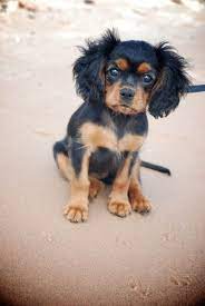 The ackcs rescue trust is the rescue site for the american cavalier king charles spaniel club inc., the parent organization for this dog breed. Pin On Cavalier King Charles Spaniel