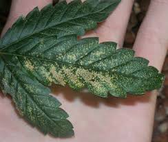 How to check for spider mites. Might Or Mite Not Be Spider Mites W Pics 420 Magazine