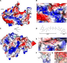 The beautiful thing about learning is nobody can take it away from you. High Resolution Structures Of The Sars Cov 2 2 O Methyltransferase Reveal Strategies For Structure Based Inhibitor Design Science Signaling