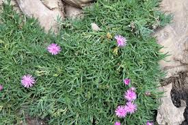 Image result for Lampranthus spp.