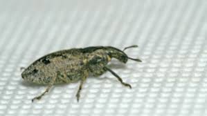They come into our homes via contaminated packages etc and will quickly multiply where food is readily available. How To Get Rid Of Weevils In My Bedroom A N T Pest Control New Lenox