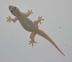 My Earliest Memory Is Of The Little Tjik Tjaks Dainty Beige Lizards That Used To Run Across Our Sitting Room Walls Pet Lizards Lizard Lizard Image