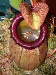 Carnivorous Plants Beauty Intrigue And So Much Fun Carnivorous Plants Insect Eating Plants Weird Plants