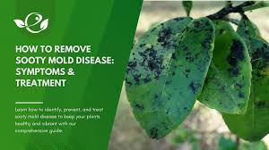 Image result for sooty mould