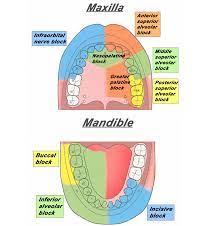 Nerve Block Blog Nuem Blog
