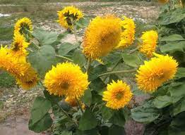 Why Is The Sunflower The National Flower Of Ukraine Flowers Travel To Ukraine Flower Garden
