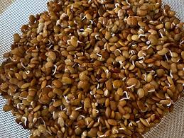 Image result for Macrotyloma uniflorum