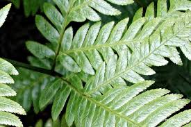 Image result for Pteris commutata