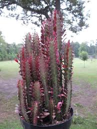 You can't trim any of the stems, but you can. Euphorbia Trigona Royal Red Rubra Cactus Succulent Plant 15 Tall In A 8 Pot Cactus Flower Planting Succulents Cacti And Succulents