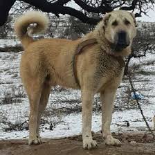 Pin Van Katona Andy Op Kopek Dog
