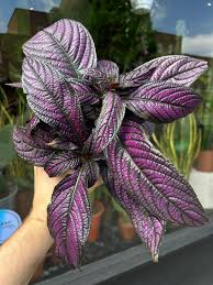 Image result for Strobilanthes