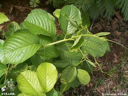 Image result for Passiflora quadrangularis