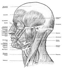 Human Anatomy Muscles Muscles Of The Face Head And Neck Human Anatomy Facial Anatomy Muscles Of The Face