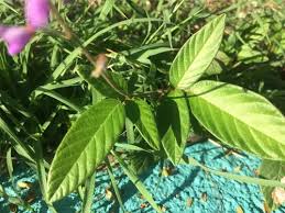 Image result for Desmodium intortum