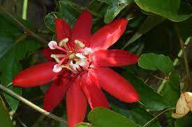 Passion Flower Vine On Fence Flowering Vines Passion Flower Vines