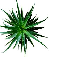 Image result for Aloe canis