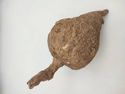 Image result for Adenia stenodactyla