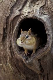 Make sure that no ground cover, trees, and shrubs are planted in a use some on yourself when you go outside or sprinkle them around the house to keep them out. Yes There S An Increased Population Of Chipmunks How To Keep Chipmunks Away