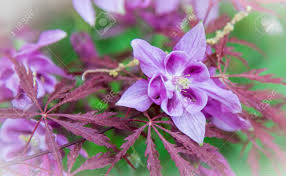 Over 648 colorado state flower pictures to choose from, with no signup needed. Columbines Blooming Fresh In The Springtime Colorado State Flower Stock Photo Picture And Royalty Free Image Image 20227067
