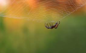 Several different pest control methods include biological, mechanical, physical, poisoned bait, field burning, trap cropping and the use of pesticides. Are Spiders Dangerous Poisonous Spiders Russell S Pest Control
