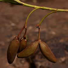 Image result for Kanahia