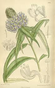 Image result for Pycnostachys schliebenii