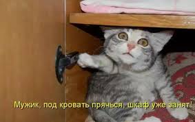 sign in pet birds funny cats dog cat