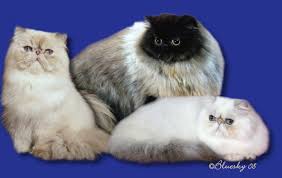 Well, breeders of chocolate or lilac color persian cats should have a good level of professionalism to make breeding of these rare colorings. Dreamz Himalayans