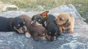 Find the perfect puppy for sale in denver, colorado at next day pets. Dachshund For Sale Colorado Page 2