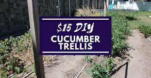 With our tips, you'll learn how trellising helps your cukes max their production while minimizing your labor. Simple Cucumber Trellis For Only 15 Our Stoney Acres