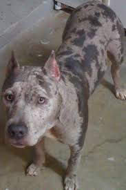 Blue Merle Pitbull Merle Pitbull Animal Lover Pitbulls