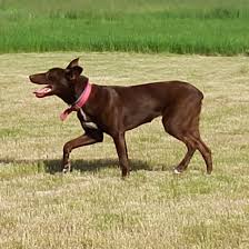 Darwin, hanging tree cowdog by lighteningfox on deviantart. Train A Cow Dog Video Series Training Reata Dagley Ranch