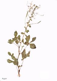 Image result for Cleome rubella