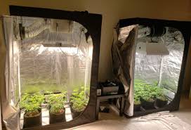 Led vs lec grow lights. Lec Vs Led Grow Lights Side By Side Cannabis Grow Journal Grow Weed Easy