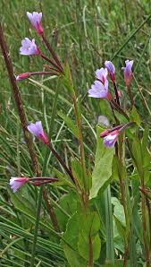 Image result for Epilobium