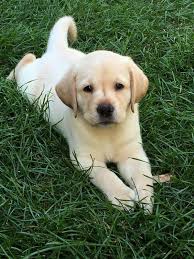 They are chocolate, yellow and black. If You Love Labradors Visit Our Blog Labrador Labradorretriever Labradorcentral Credits Unkno Yellow Lab Puppies Lab Puppies Labrador Retriever Puppies