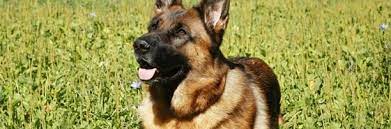 German Shepherd Complete Breed Guide | Pet Better with Pet Circle