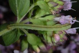 Image result for Eupithecia subumbrata