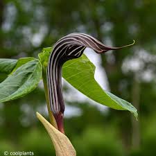 Image result for Arisaema