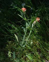 Image result for Microcharis annua