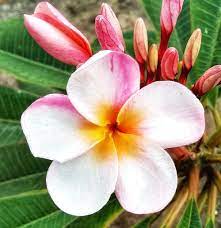 Plumerias Plant Care And Collection Of Varieties Garden Org Plumeria Plants Bloom