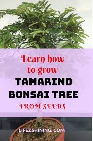 Learn Growing Tamarind Bonsai From Seeds Lifezshining Bonsai How To Grow Bonsai Bonsai Care