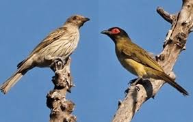 Burung merpati berkembang biak dengan cara bertelur, baik yang jantan atau betina akan menjaga telur nya hingga menetas dan juga mereka cukup bertanggung jawab dalam hal. Mengetahui Ciri Ciri Burung Ara Timor Dan Daerah Persebarannya
