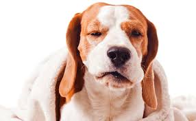 Webmd talked to dave ruslander, a veterinary oncologist and past president of the veterinary cancer society, about canine cancers and the latest treatments for dogs diagnosed with the disease. What Every Dog Owner Needs To Know About Kennel Cough Canine Campus Dog Daycare Boarding