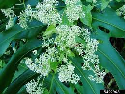 Image result for Aidia micrantha