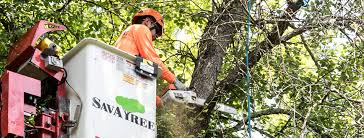 Maybe you would like to learn more about one of these? Maple Tree Diseases And Pruning For All Maple Tree Varieties