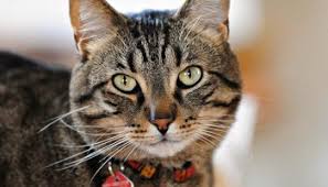 Eu pot sa va spun asa: Pisica In Vise Trifoi Cu 4 Foi