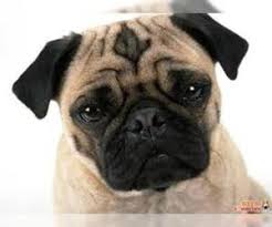 Pug puppies are often called puglets. Puppyfinder Com Pug Puppies Puppies For Sale Near Me In California Usa Page 1 Displays 10