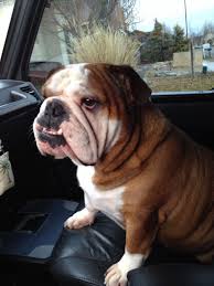 Bella Taking A Car Ride Pup Bulldog French Bulldog